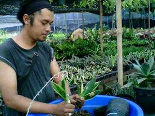 bbppl-elsy1