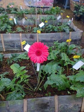 bbppl-gerbera1