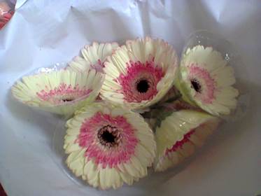 bbppl-gerbera2