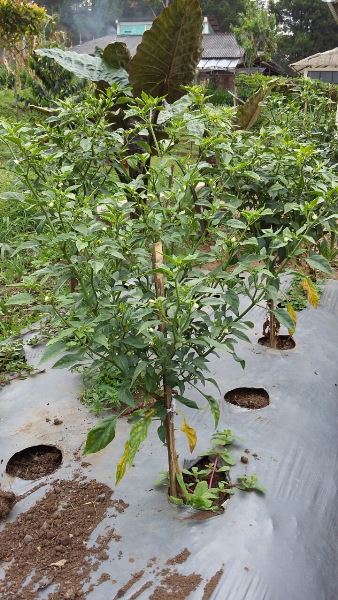 bbpplembang-cabai2
