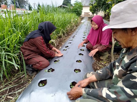 bbpplembang budidaya seledri