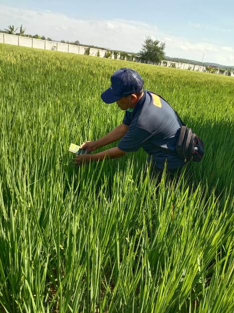 bbpplembang foodestate demak