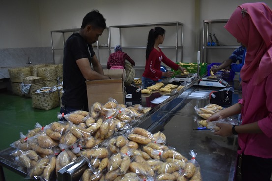 bbpplembang packinghouse ubi1