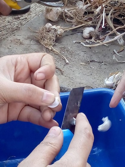 bbpplembang penanaman bawang putih1