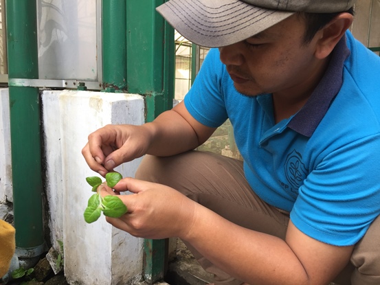 bbpplembang tanamkentang aeroponik2