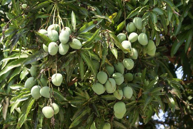 mango-dsc00267