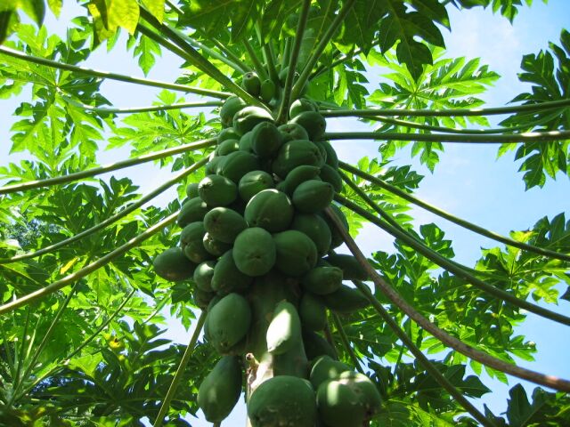 2010 bbpp lembang pepaya-02