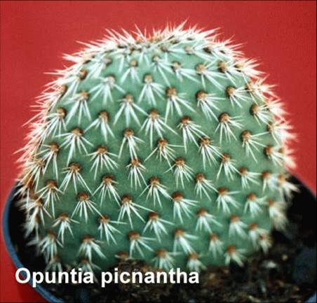 bbppl-cactus02.jpg