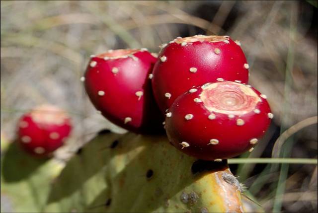 bbppl-cactus03.jpg