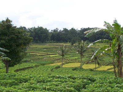 Desa Kuningan.JPG