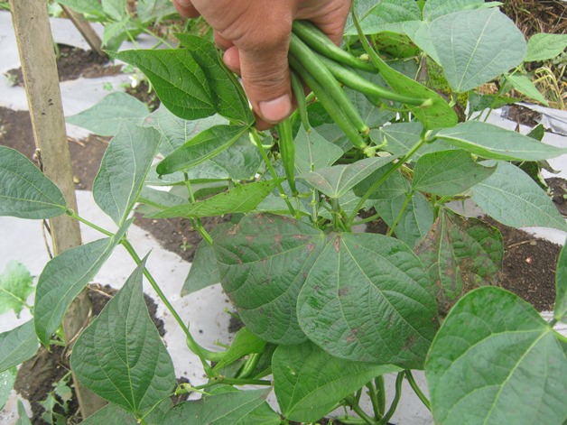 bbppl-diklatCFSKR-lembangagri