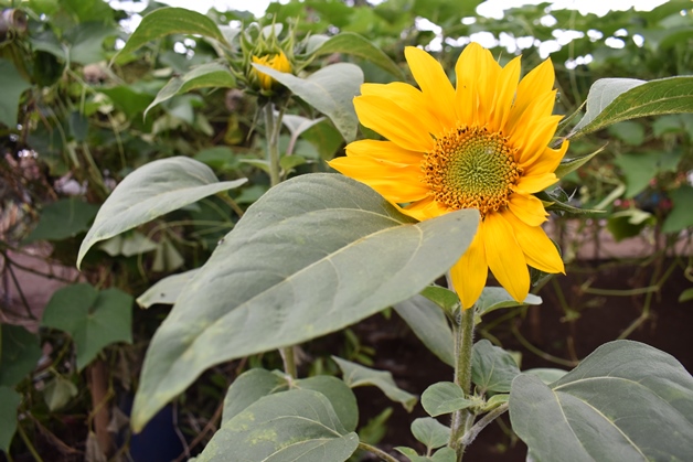 bbpplembang OTMExtra angk1 sesi5 2