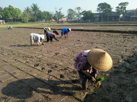 bbpplembang P4SBintara1