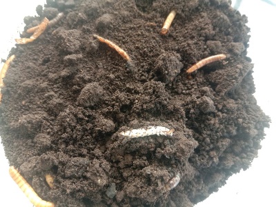 bbpplembang artikel beuvaria bassiana2