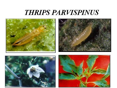 bbpplembang budidaya bawangmerah1