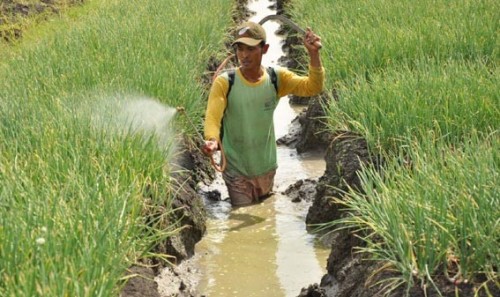 bbpplembang budidaya bawangmerah3