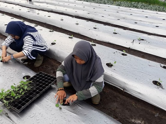 bbpplembang budidaya brokoli