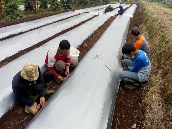 bbpplembang budidaya brokoli1