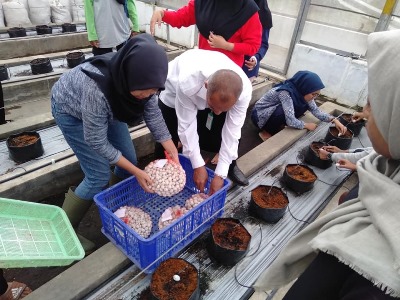 bbpplembang budidaya kentangG01