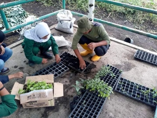 bbpplembang budidaya seladakeriting