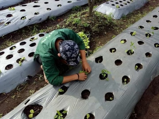 bbpplembang budidaya seladakeriting1