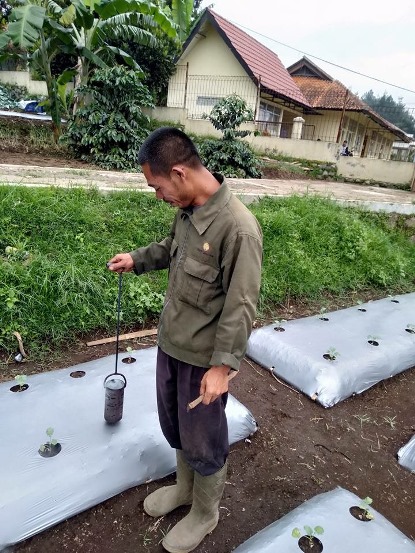 bbpplembang budidaya seledri1