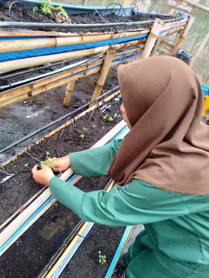 bbpplembang budidaya seledri2