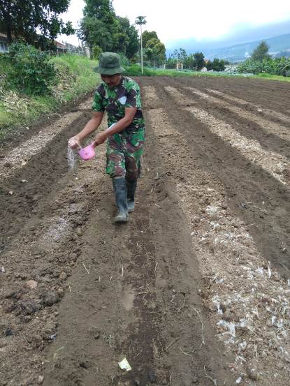 bbpplembang budidayakubis2