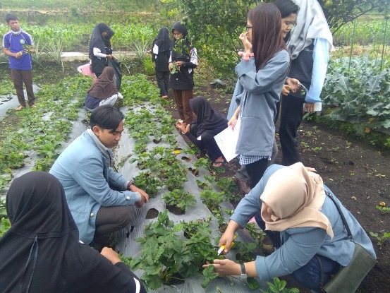 bbpplembang magang UPI