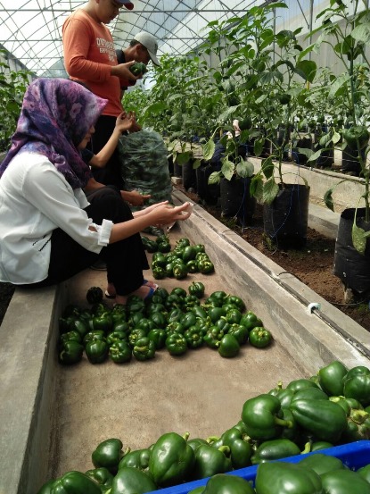 bbpplembang magang unila4