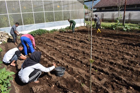 bbpplembang olahlahan kentang1