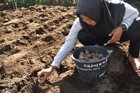 bbpplembang olahlahan kentang2