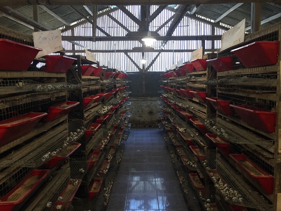 bbpplembang p4s cilangkap1