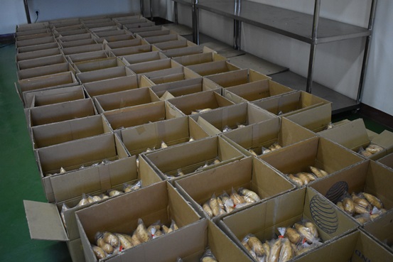 bbpplembang packinghouse ubi