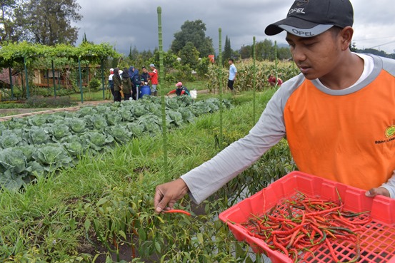 bbpplembang panen cabai