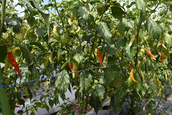 bbpplembang panen cabai2