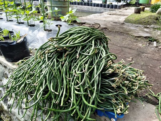 bbpplembang panen kacangpanjang1