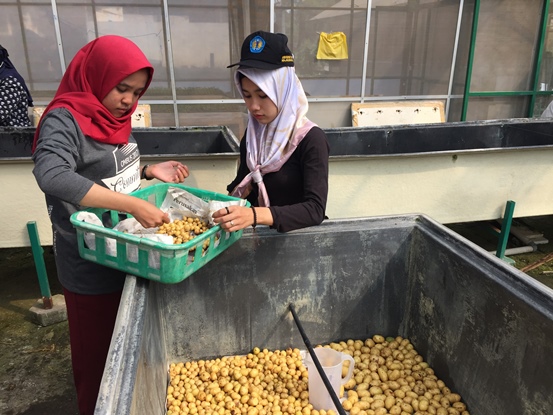 bbpplembang panen kentangG01