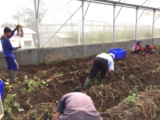 bbpplembang panen kentangG1 1