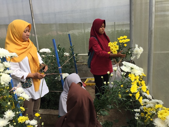 bbpplembang panen krisan1