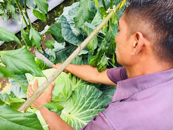 bbpplembang panen kubis1