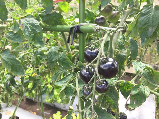 bbpplembang panen tomathitam1