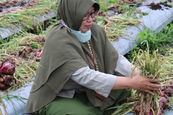 bbpplembang panenbawangmerah vokasi1