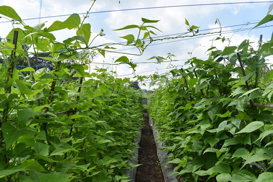 bbpplembang panenbuncis1