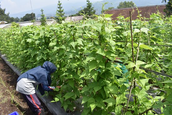 bbpplembang panenbuncis2