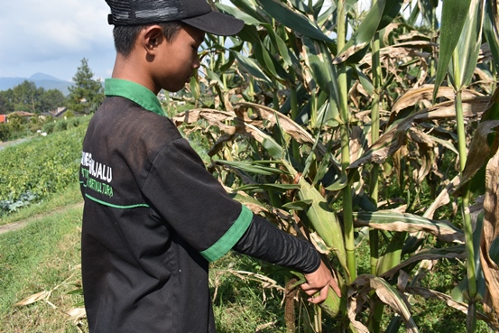 bbpplembang panenjagungmanis1