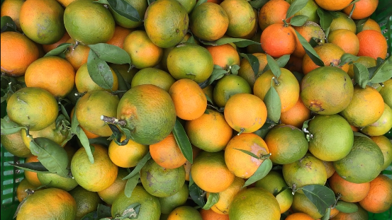 bbpplembang panenjeruk2.JPG