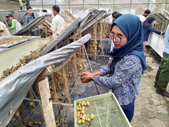 bbpplembang panenkentangG02