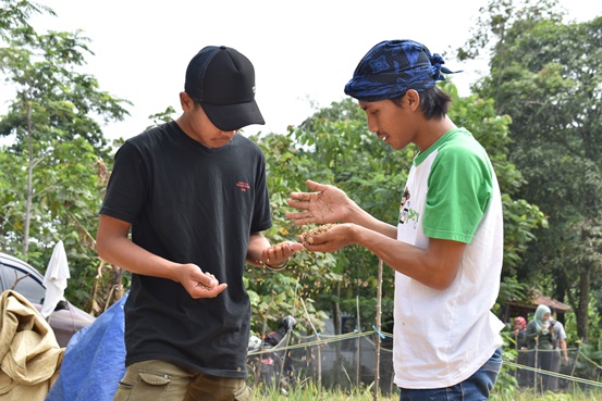 bbpplembang panenpadi purwakarta3