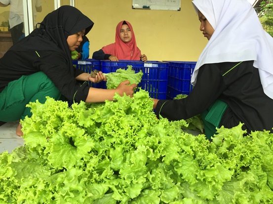 bbpplembang panenpengemasanselada1